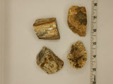 Petrified Wood (Rough)