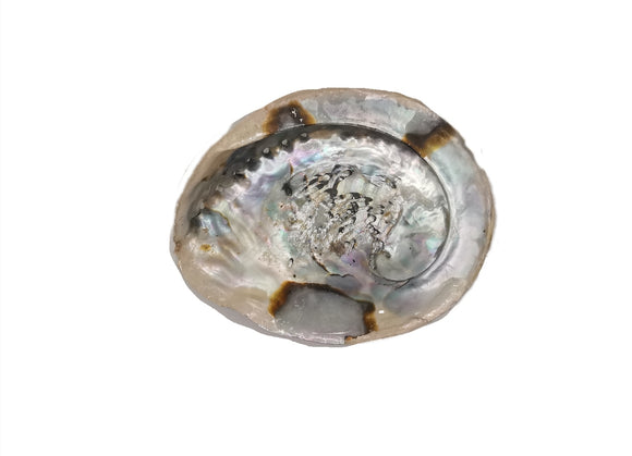 Large Abalone Shell (paua shell)